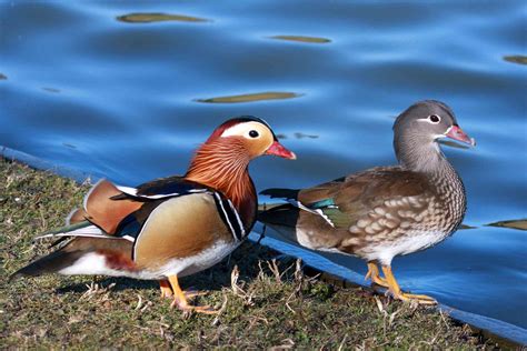 mandarina duck made in china